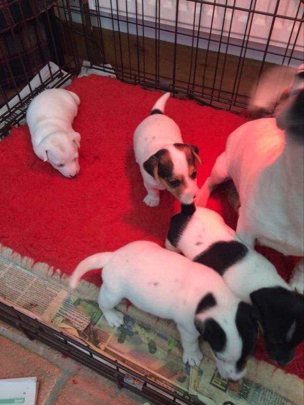 Awesome family raised Jack Russell puppies for adoption Image eClassifieds4u