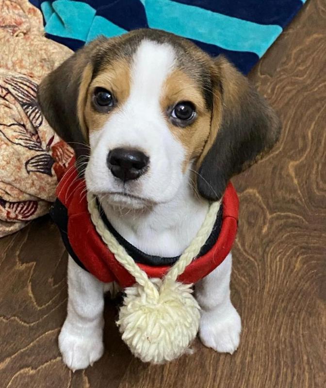 Cute Lovely Beagle Puppies male and female for adoption Image eClassifieds4u