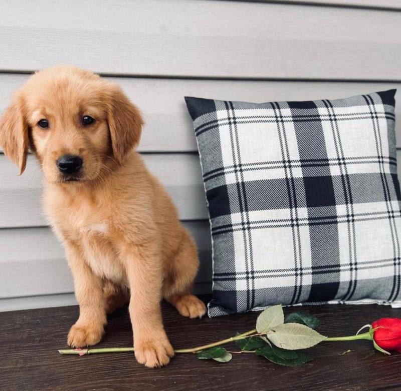 Cute Lovely golden reyriever Puppies male and female for adoption Image eClassifieds4u