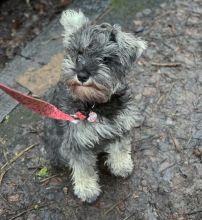 beautiful mini schnauzer puppies ready for new homes.. Image eClassifieds4U