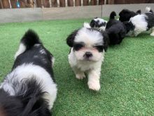 CKC Imperial Shih Tzu Puppies Image eClassifieds4u 1