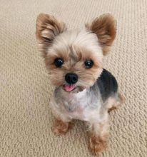 Cute Lovely yorkie Puppies male and female for adoption Image eClassifieds4U
