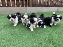Shih Tzu Puppies for Re-homing... Image eClassifieds4u 1