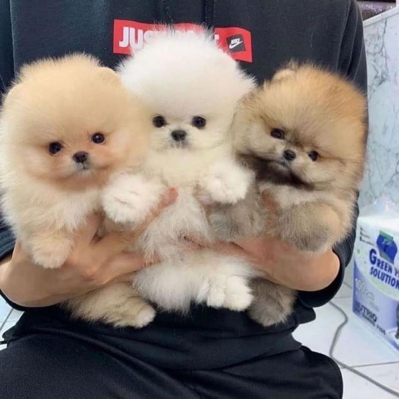 Two Beautiful Pomeranian Puppies Image eClassifieds4u