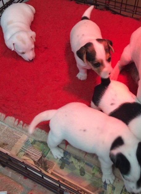 We have Jack Russell puppies to interested persons. Image eClassifieds4u