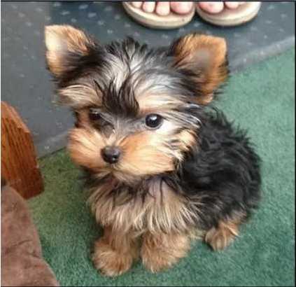 ❤️Outstanding litter of Yorkshire terrier puppies❤️*tellopsilvia@gmail.com* Image eClassifieds4u