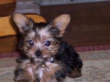 ❤️Outstanding litter of Yorkshire terrier puppies❤️*tellopsilvia@gmail.com*