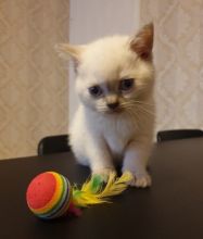 playful Scottish Fold kittens available