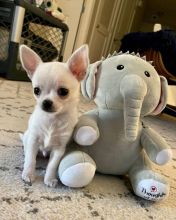 Adorable male and female Chihuahua puppies for adoption