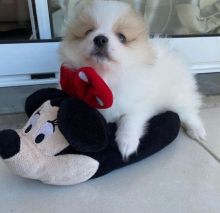 Adorable male and female Pomeranian puppies for adoption