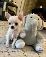 Amazing male and female Chihuahua for adoption