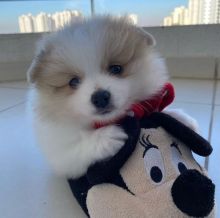 Charming and adorable male and female Pomeranian puppies for adoption