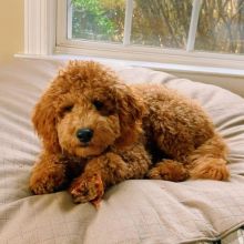 Charming male and female Cavapoo puppies for adoption [williamsdrake514@gmail.com]