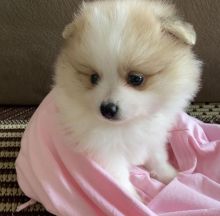 Cute loving and adorable male and female Pomeranian puppies for adoption