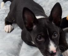 For ever adorable Basenji puppies