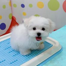 Healthy male and female Maltese puppies for adoption [williamsdrake514@gmail.com]