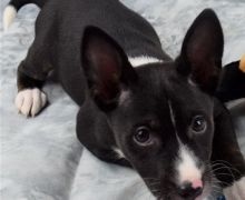 Home pets Basenji puppies