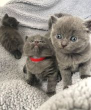 Home raised Russian blue kittens