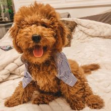 Stunning male and female Cavapoo puppies for adoption [williamsdrake514@gmail.com]