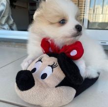 Super adorable male and female Pomeranian puppies for adoption