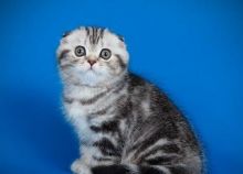 very sociable and affectionate,Scottish Fold kittens