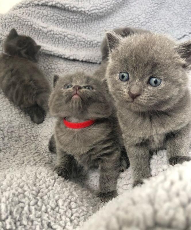 happy Russian Blue Kittens Image eClassifieds4u