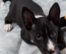 For ever adorable Basenji puppies Image eClassifieds4u 1
