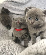 Russian Blue Kittens Image eClassifieds4U