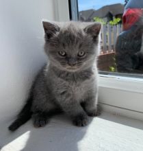 Scottish fold kittens available and ready to go. Image eClassifieds4u 2