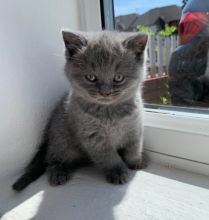 very sociable and affectionate,Scottish Fold kittens Image eClassifieds4u 3