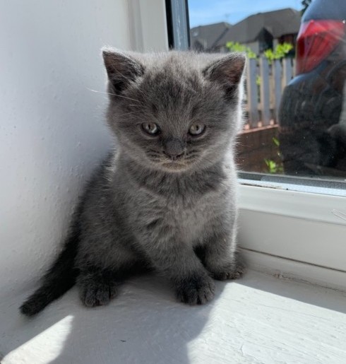 Scottish fold kittens available and ready to go. Image eClassifieds4u