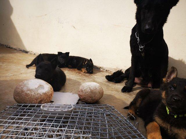 German Shepherd pupps Ready Image eClassifieds4u