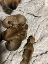 Adorable Chihuahua puppies for good homes