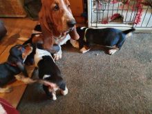 Basset hound tri colour puppy
