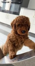 Beautiful Cavapoo puppies Ready