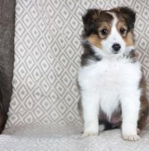 Beautiful CKC Sheltie Pups