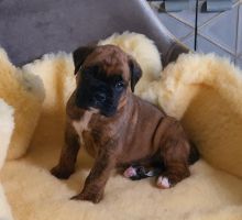 Brindle Red Boxer Puppies Available