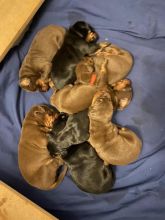 Doberman puppies black and brown available