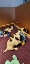 English springer spanie puppies Ready