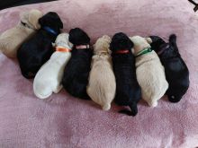 Goldendoodle puppies READY TO LEAVE NOW