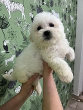 Gorgeous bichon boy and girl 4