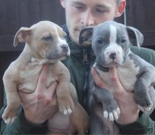 Gorgeous Pitbull terrier puppies