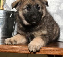 Home raised male and female Norwegian Elkhound puppies