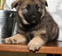 Outstanding Norwegian Elkhound Puppies