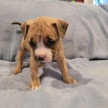 Excelent male and female Pitbull puppies for adoption
