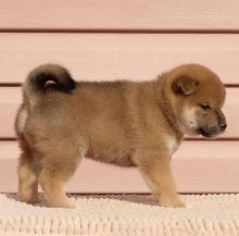 Well Trained male and female shiba inu puppies for adoption