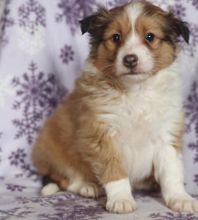 Sheltie puppies for rehoming