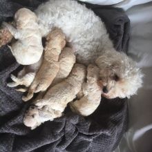 Toy poodle apricot pups genetic tested