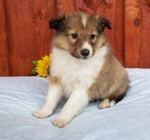 very smart sheltie puppies