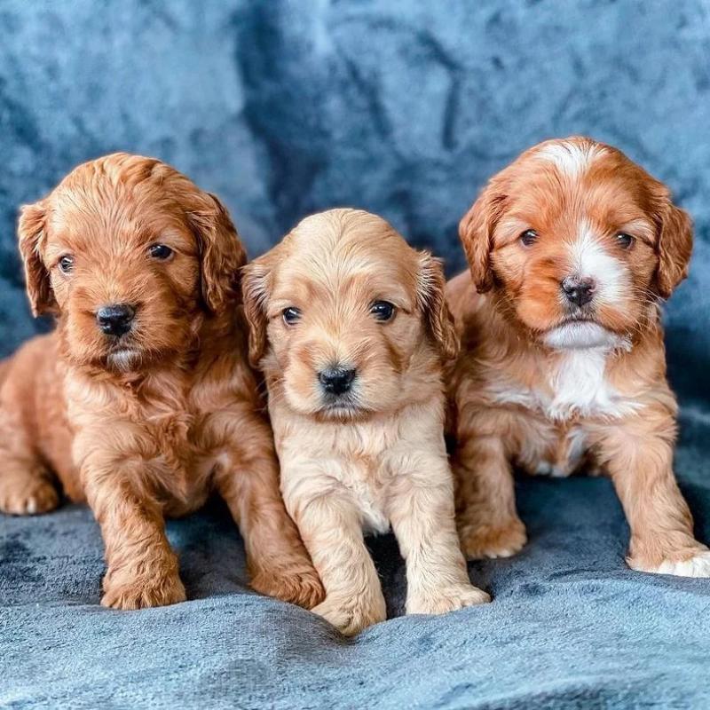 er Spaniels for rehoming (sandraawah85@gmail.com) Image eClassifieds4u